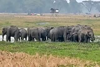 wild-elephant-terror-at-jonai