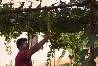 Delhi Cabinet approves Smart Urban Farming Initiative