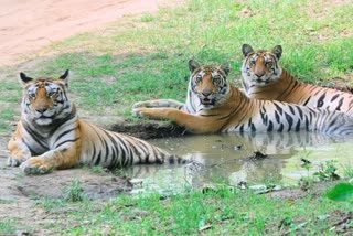 Satpura Tiger Reserve closed for three months