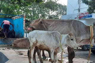 Dumka police arrested four cattle smugglers