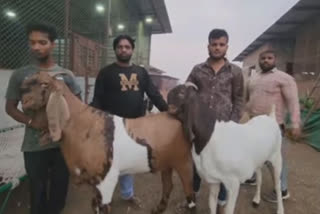 how-to-choose-your-favorite-goats-for-eid-ul-adha