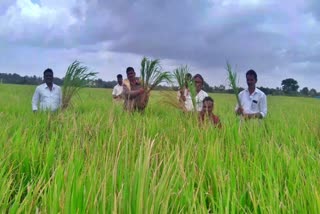 ಭತ್ತದ ಗದ್ದೆ