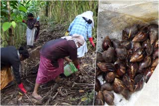 muttukadu african snail  african snail menace in muttukadu  african snail destroy crops  ആഫ്രിക്കന്‍ ഒച്ച് ശല്യം  മുട്ടുകാട് ആഫ്രിക്കന്‍ ഒച്ച്  ഇടുക്കി ആഫ്രിക്കന്‍ ഒച്ച് കര്‍ഷകര്‍ പ്രതിസന്ധി