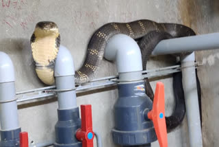 king cobra enters to golf club: Snake Kiran who rescued 13-feet snake