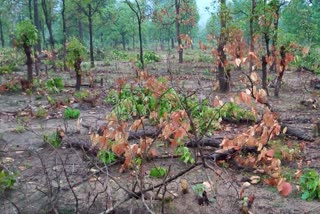 Occupation of land of Surajpur Ghui forest area