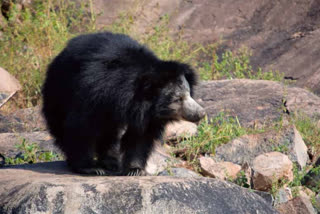 Bear tension in Anantapur
