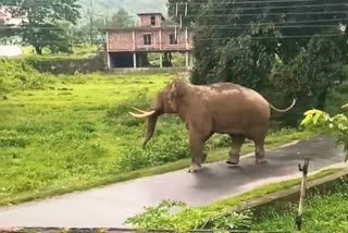 Elephant in Mirik
