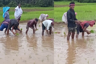 migrant labors for paddy field works  migrant labors in kerala  ബംഗാളി തൊഴിലാളികൾ കാർഷിക മേഖല  ഞാറുനടീൽ ഇതര സംസ്ഥാന തൊഴിലാളികൾ