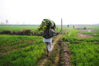 ભાવનગર જિલ્લાના 3 લાખ હેકટર જમીનના ખેડૂતોને ચોમાસાથી મોટી આશા,સારો પાક ઊતરવાની આશા