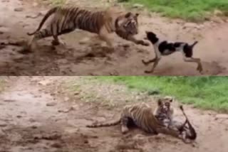 Ranthambore Tiger Reserve tiger attacks stray dog  Brave dog that barked to the tiger becomes its prey in Ranthambore Tiger Reserve  Ranthambore Tiger Reserve rajastan  തെരുവ് നായയെ ഞൊടിയിടയിൽ കടിച്ചുകൊന്നു കടുവ  കടുവ നായയെ ആക്രമിച്ചു  നായയെ കടുവ ആക്രമിക്കുന്ന വീഡിയോ  തെരുവ് നായ കടുവ വീഡിയോ  tiger kills stray dog rajastan  കടുവ ആക്രമണം  tiger attack