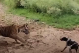 Tiger hunting dog in Sawai Madhopur Ranthambore