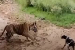 Ranthambore Tiger Reserve, Video of Tiger hunting dog in Sawai Madhopur