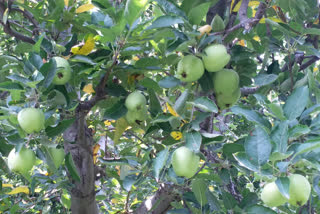 موسم کی تبدیلی سے سیب کے باغات کو نقصان ، کسان پریشان