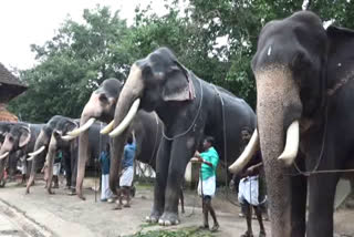 Guruvayoor elephant  ഗുരുവായൂർ ദേവസ്വത്തിലെ ആനകൾക്ക് ഇനി സുഖചികിത്സയുടെ കാലം  ഗുരുവായൂരിലെ ആനകൾക്ക് സുഖചികിത്സ  ഗുരുവായൂർ ദേവസ്വത്തിലെ ഗജവീരൻമാർക്ക് സുഖചികിത്സ