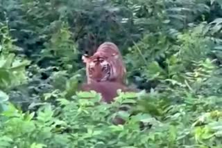 Tiger attack on Elephant cub in Mysore, Mysore tiger news, Tiger attack on Elephant cub news, ಮೈಸೂರಿನಲ್ಲಿ ಆನೆ ಮರಿಯ ಮೇಲೆ ಹುಲಿ ದಾಳಿ, ಮೈಸೂರು ಹುಲಿ ಸುದ್ದಿ, ಆನೆ ಮರಿಯ ಮೇಲೆ ಹುಲಿ ದಾಳಿ ಸುದ್ದಿ,