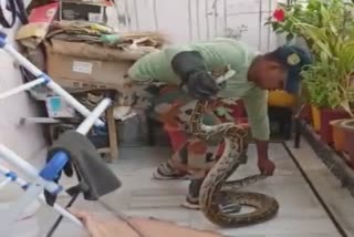 Haridwar python rescue