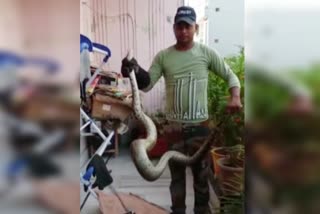 python was hidden in the balcony of the journalist's house in Haridwar
