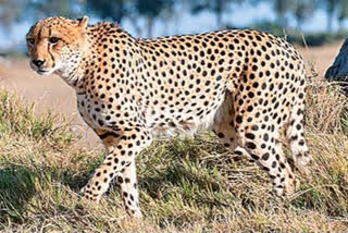 Leopard wandering in chittoor district