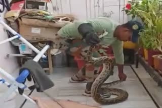 Python Rescued:ସାମ୍ବାଦିକଙ୍କ ବାଲକୋନୀରୁ ଉଦ୍ଧାର ହେଲା ଅଜଗର