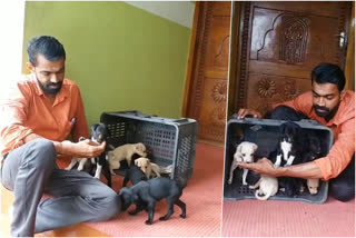 puppy dogs  young man protecting puppy dogs  kannur mundayadu  കണ്ണൂര്‍ മുണ്ടയാട്  കണ്ണൂര്‍ ചാല  നായ്‌കുട്ടികള്‍ക്ക സംരക്ഷണം നല്‍കി യുവാവ്