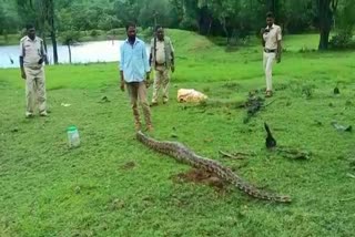 python caught on the farm and sent to the forest