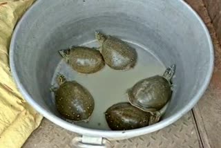 women stole turtles in Fatehabad