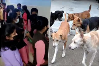 stray dog attack  kollam stray dog attack  kollam stary dog  stray dog attack in kollam  കൊല്ലം തെരുവ് നായ ആക്രമണം  തെരുവ് നായ ആക്രമണം  കൊല്ലം