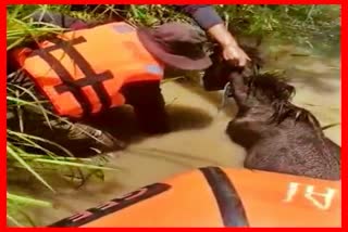 sdrf-team-rescues-horse-from-chiang-river-at-jonai