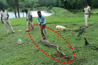 A python weighing 100 Kg was caught in Chamarajnagar