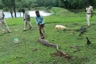 Farmers shocked seeing giant python