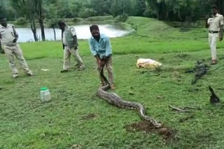 A python weighing 100 Kg was caught in Chamarajnagar  100 Kg python was caught in Chamarajnagar  python  Chamarajnagar  100 ​​കിലോ ഭാരവും 14 അടി നീളവുമുള്ള പെരുമ്പാമ്പ്  ബിലിഗിരിരംഗനാഥ ക്ഷേത്രം കടുവ സങ്കേതം