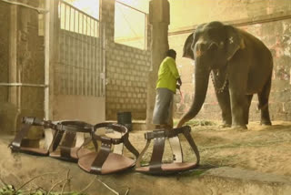 Devotees donate footwear worth Rs 12 thousand to Nellai temple elephant