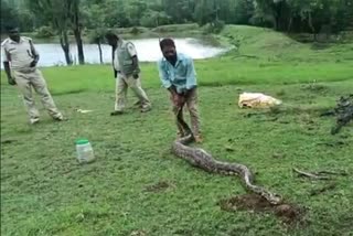 In Chamrajnagar 100 kg python was caught by laborers