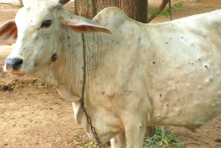 The disease has spread to cattle in Kutch of gujrat frightening farmers and pastoralists