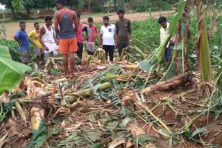 Elephants broke house in Giridih