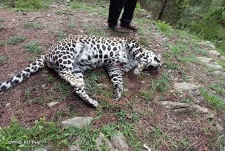 Leopard body found in Saud village