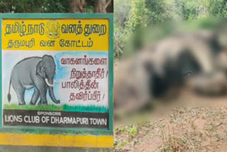 தருமபுரி அருகே ஒகேனக்கல் வனப்பகுதியில் காட்டு யானை மர்மமான முறையில் உயிரிழப்பு..!