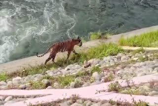 Tiger panic in the Kalagarh range of Corbett