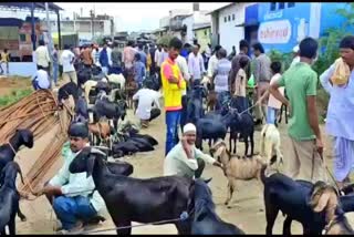 bakrid-celebrations-muslims-are-busy-in-purchasing-goat