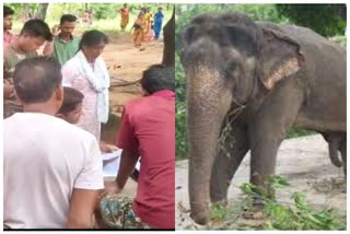 Elephants terror in Jashpur