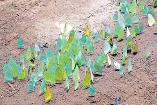 group of butterflies found at siddhavatam in kadapa