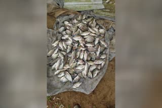 Farmed fish theft in Shantanpara Idukki  The fish were stolen  മീന്‍കുളത്തില്‍ വൈദ്യുതി പ്രവഹിപ്പിച്ച് മോഷണം  മത്സ്യം  മീന്‍ കൃഷി  മീന്‍ വിളവെടുപ്പ്  മീന്‍ വളര്‍ത്തല്‍  ഇടുക്കി ശാന്തന്‍പാറ  തിലോപ്പിയ  നട്ടര്‍  ഗോള്‍ഡ് ഫിഷ്  മത്സ്യ കൃഷി  ശാന്തന്‍പാറ സ്വദേശി ജോമോന്‍റെ വളര്‍ത്ത് മീനുകള്‍ മോഷണം പോയി