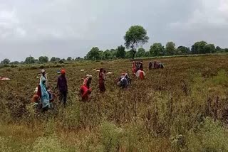 Urad and moong Crop Destroyed due to Rain