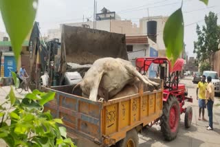 cow death in karnal