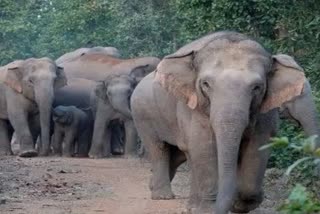 elephants terror in Jashpur