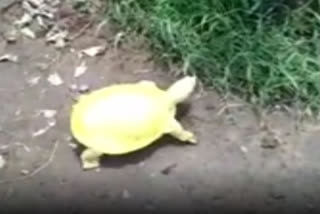 Town in Odisha encounters rare golden turtle