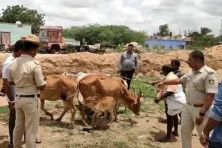 Illegal transport of cows: Kalburgi police protected them