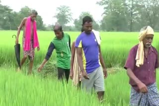 farmers not interested on basmati paddy cultivation in subarnapur