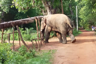 A labour Killed by Elephant Attack in Jhargram