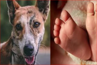 Etv Bhar4-month-old and 3 day old baby attacked by dog, children seriously injuredat